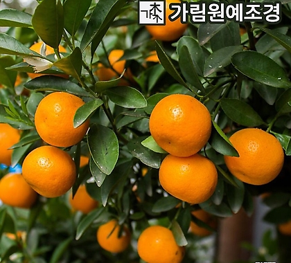 귤나무 7치화분 한라봉 레드향 황금향 감귤 금귤 레몬 결실주 유실수 가림원예조경