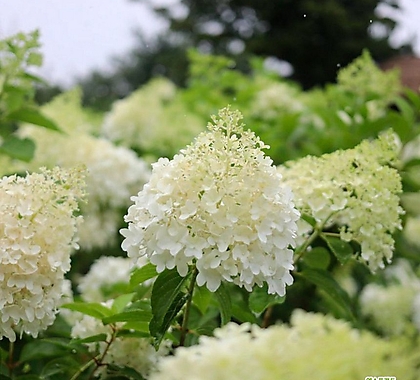 서경농원 목수국 라임라이트 화단 수국꽃 모종 들꽃 야생화 흰색 여름꽃 4치 포트묘 10개