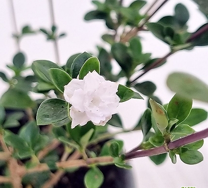 겹단정화 (흰꽃)