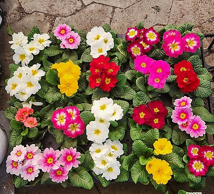 쥬리안 1박스20개 한정기간판매인기꽃식물