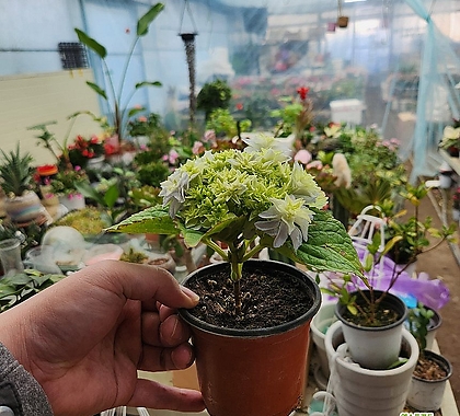 수국 외목대 신종 인기꽃식물 한정판매