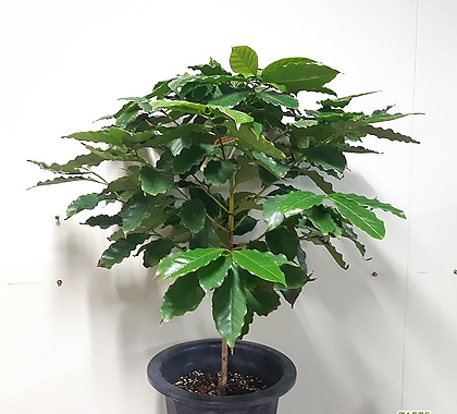 공기정화식물로 좋은 아라비카 커피나무