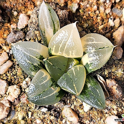 아트로푸스카 금 (Haworthia atrofusca variegated)