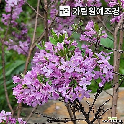 팥꽃나무 팥꽃 묘목 개화주 정원수 가림원예조경