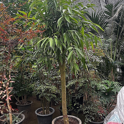 알리 고무나무 초대형 2.5M