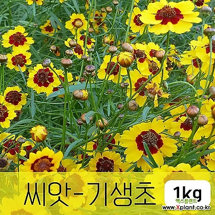 [조이가든]기생초(춘차국) - 씨앗 1KG 기생꽃 종자