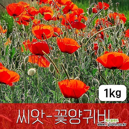 [조이가든]꽃양귀비 - 씨앗 1KG 종자