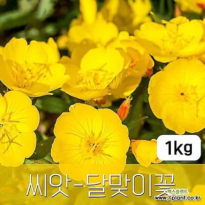 [조이가든]달맞이꽃 - 씨앗 1KG 종자