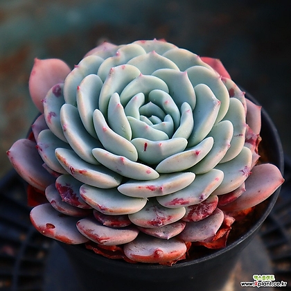 Echeveria Lapine 7322 Succulents - Xplant