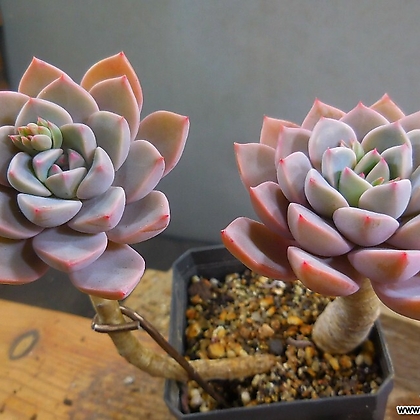 Echeveria Pretty in Pink 2/5-2083 Succulents - Xplant