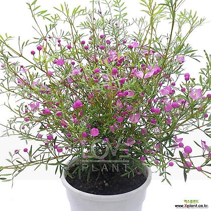 피나타(중품) 보로니아 핑크 봄 꽃 야생화 공기정화식물 플랜테리어