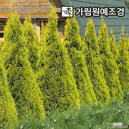 에메랄드골드 포트 묘목 상록수 정원수 가림원예조경