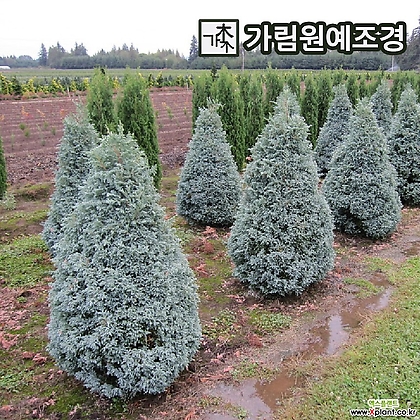 블루버드 상록수 정원수 가림원예조경