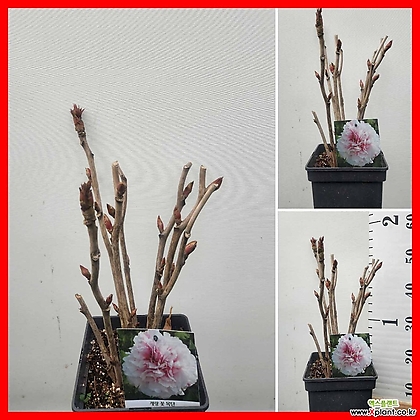 꽃과나무 ] 연분홍 목단 / 모란 / 야생화 / 최저온도 -30도 / 아시아