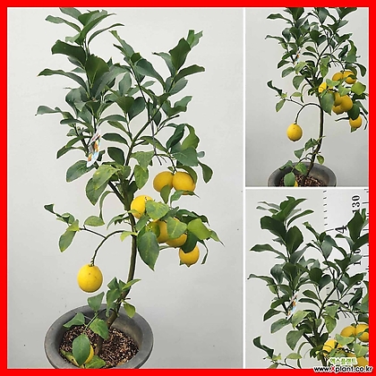 꽃과나무 ] 레몬나무 / 중품中品 / 유실수 / 최저온도 -3도 / 히말라야