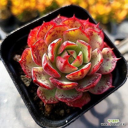 Echeveria Love Fire 5-2919 Succulents - Xplant