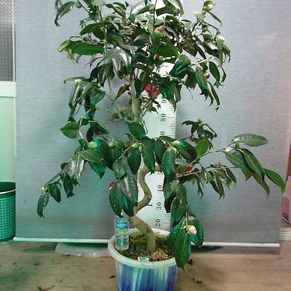 동백(사자머리)0223-2-세월목-제비꼬리 잎 모양-동일품배송