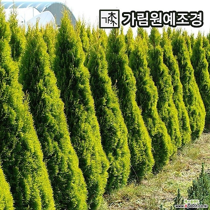골든스마라그드 묘목 포트 상록수 정원수 가림원예조경
