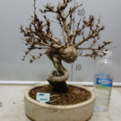 매자나무 0224-1-고급도자기분-동일품배송