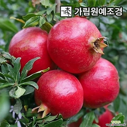 석류나무 슈퍼왕석류 대홍 결실주 특묘 유실수 가림원예조경