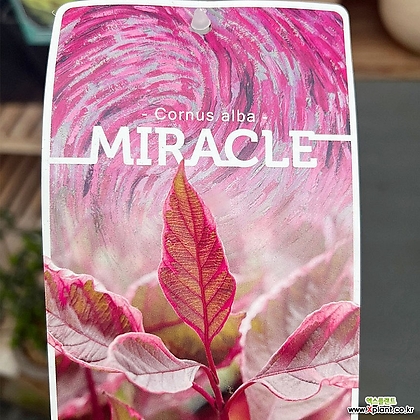말채나무 수입식물 MIRACLE 정원수