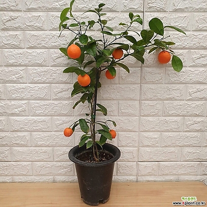 레몬오렌지 나무48