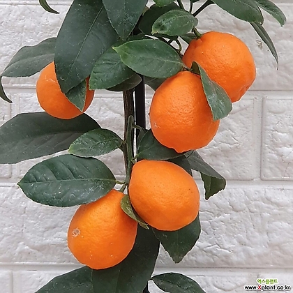 레몬오렌지 나무45