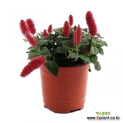 미미네가든 붉은 여우꼬리 1포트 - 공기정화식물 화분
