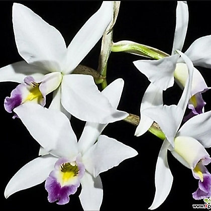 Cattleya .Laelia anceps semialba..  カトレア - Xplant