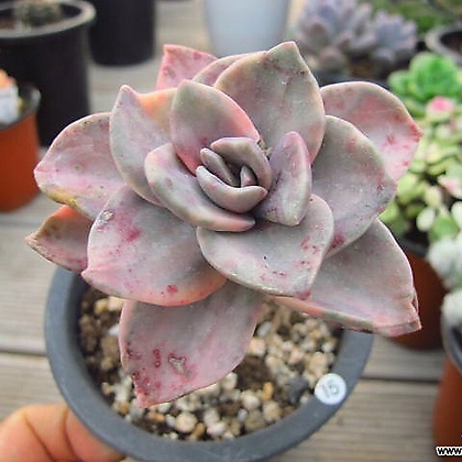 Graptoveria BAINESII 0775 Variegated - Xplant