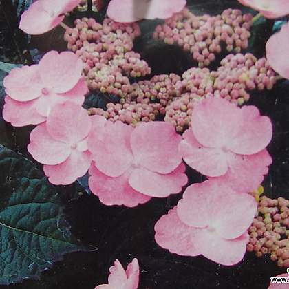 야쿠시마 산수국0309-왜성종-핑크꽃-동일품배송