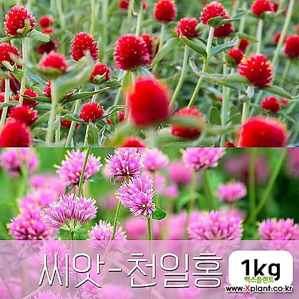 [조이가든] 천일홍 1kg 야생화 씨앗 종자
