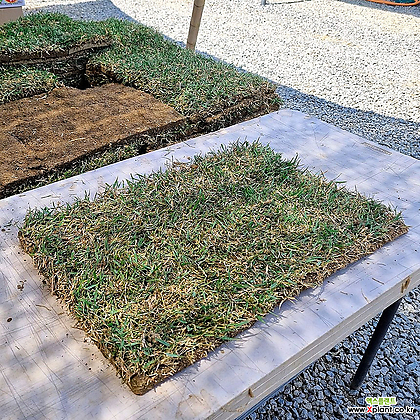 천연 롤잔디 40cm x 40cm 2장 산소용 정원용