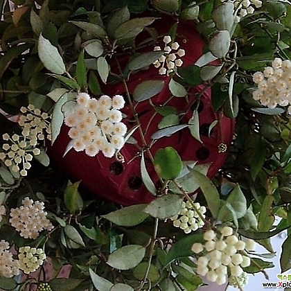 호야.라쿠노사(깨끗한 흰색).꽃색깔예뻐요.향기좋은향.아카사카향.공기정화식물.잎도예뻐요.