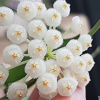 호야.라쿠노사(깨끗한 흰색).꽃색깔예뻐요.향기좋은향.아카사카향.공기정화식물.잎도예뻐요