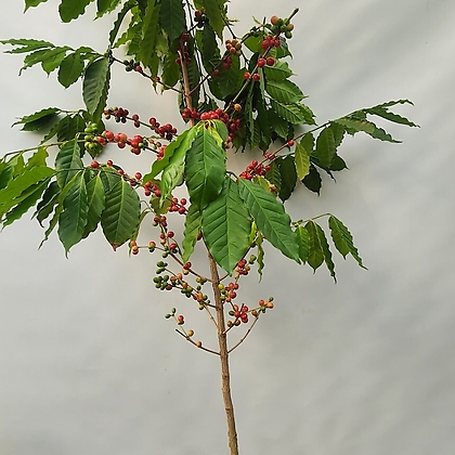 커피나무 ( 착불 , 180-200cm )