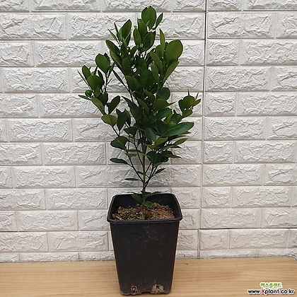 유주나무38 - 공기정화식물