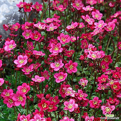 빨강운간초-샥시프라가 10cm화분묘 (3개) 봄장기개화 다년초 천지가야생화