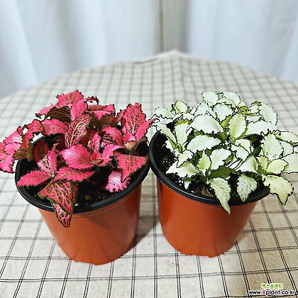 청년농부 화이트스타 핑크스타 미니식물 소형식물 작은식물 흰꽃 분홍꽃