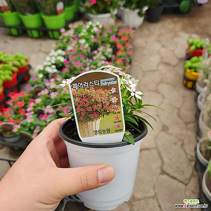 페어리스타 1박스 2개입 색상랜덤발송 인기꽃식물
