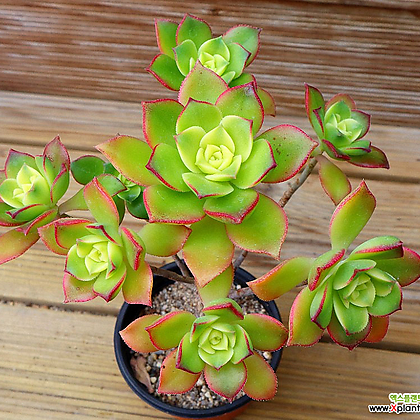 zimmerpflanzen guide Greenery | Urban Botanics