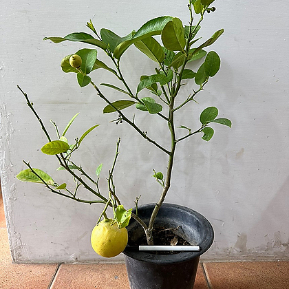 레몬나무-대품 (높이65cm, 너비22cm)