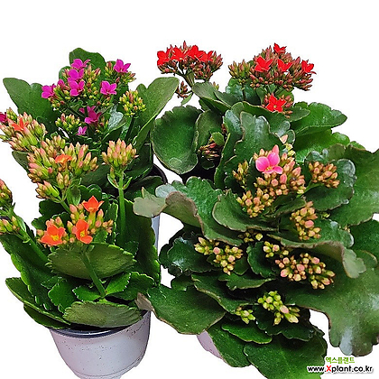 카랑코에 4묶음 색상랜덤 다육식물 퀸로즈 다육꽃식물 오래가는꽃식물