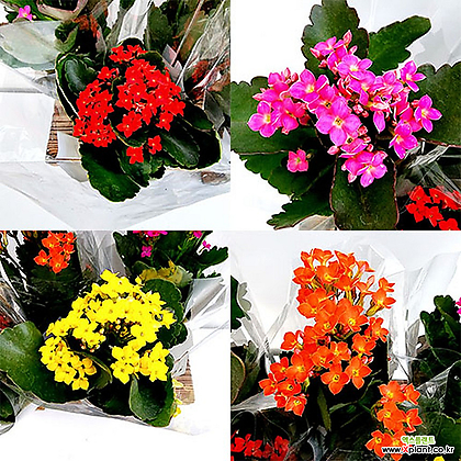 카랑코에 가랑코에 칼란디바 칼랑코에 사계절꽃 꽃식물 꽃화분 실내식물 색상랜덤
