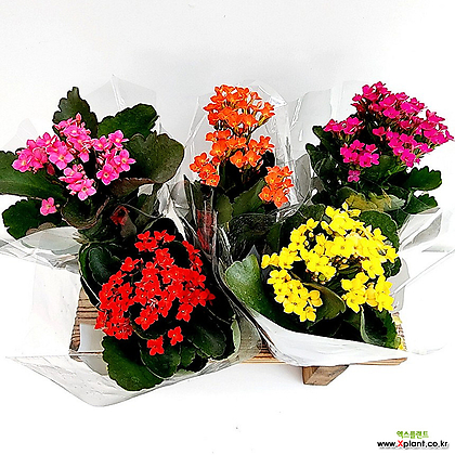 (5개한세트) 카랑코에 가랑코에 칼란디바 칼랑코에 사계절꽃 꽃식물 꽃화분 실내식물 색상랜덤