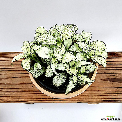 피토니아 휘토니아 화이트스타 무늬식물 반음지 키우기쉬운식물 공기정화