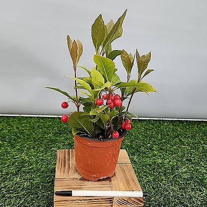 천냥금 소품-묘목 빨간열매가 예쁜식물 (높이25 너비10)