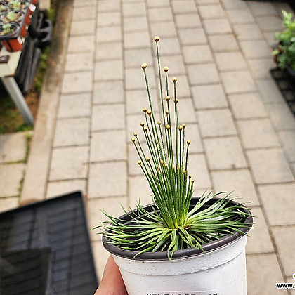 Syngonanthus chrysanthus Mikado ,,,, Air purification - Xplant