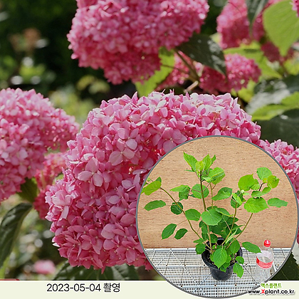 월동수국 핑크아나벨 20cm포트 정원수 조경수 꽃과정원이야기