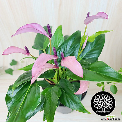 dracaena tall 7-10FT Dracaena Marginata Stump